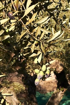 Set of olives on olive branch, details, macro photography