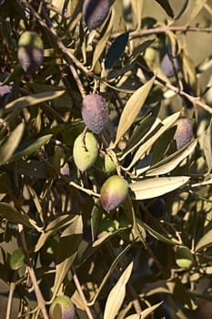 Set of olives on olive branch, details, macro photography