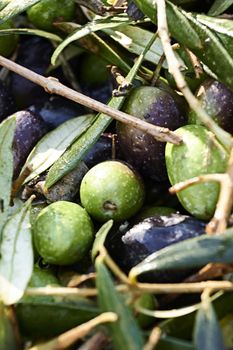 Set of green and black olives, details, small branches