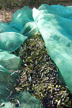 Set of harvested olives in blanket, traditional agriculture