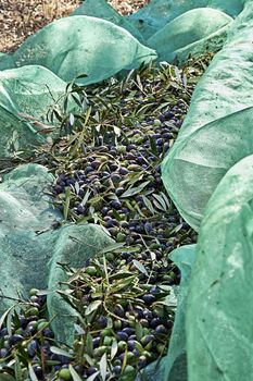 Set of harvested olives in blanket, traditional agriculture