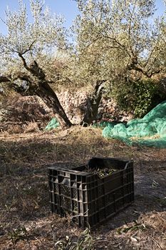 Olive fields prepared for the harvest, olives, sunny day, traditional agriculture, drawers