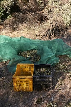 Olive fields prepared for the harvest, olives, sunny day, traditional agriculture, drawers