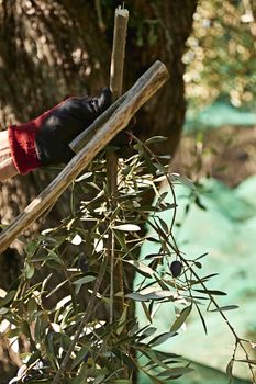 Person picking olives with a stick, traditional agriculture