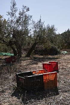 Olive fields prepared for the harvest, olives, sunny day, traditional agriculture, crates, handsaw