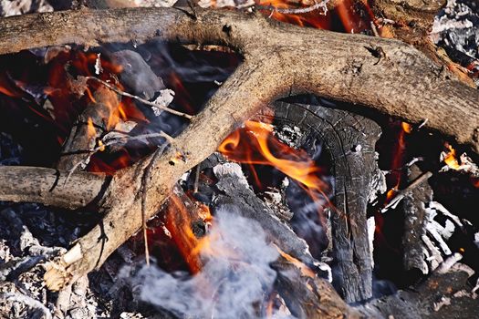 Bonfire in the bush on a sunny day, fire, wood, outdoors