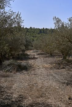 Olive fields prepared for the harvest, olives, sunny day, traditional agriculture,