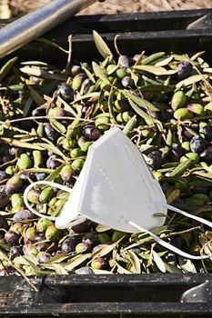 Mask, on olives collected in a drawer, Covid 19, protection, agriculture, pandemic