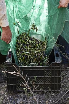 Olives falling into a drawer from a blanket, details, traditional agriculture