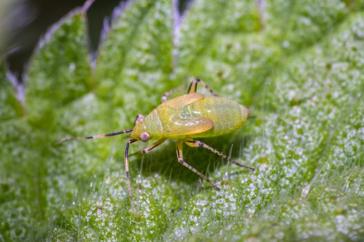 yellow cicada on green nettle leaf in the beautiful nature
