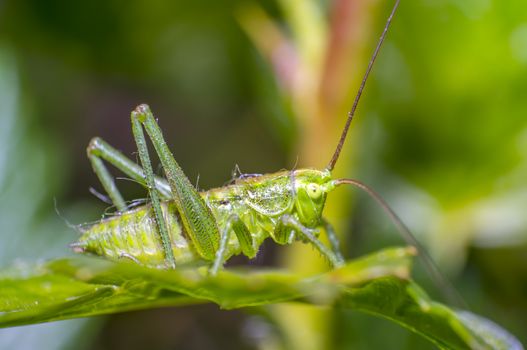 grasshopper at green goosberry bush in my season garden