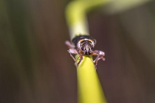 small iridescent glittering beetle on blade of grass