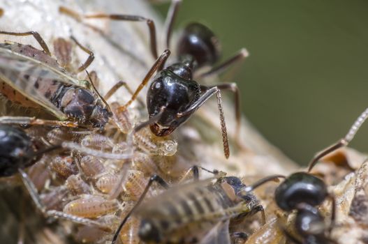 small black shiny ants milking aphids on an old tree