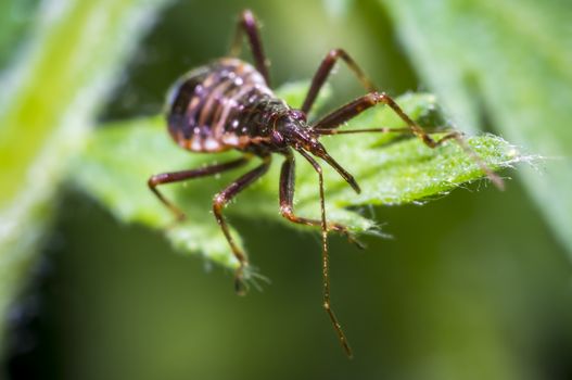small larva of a bug on green nettle leaf in nature forest