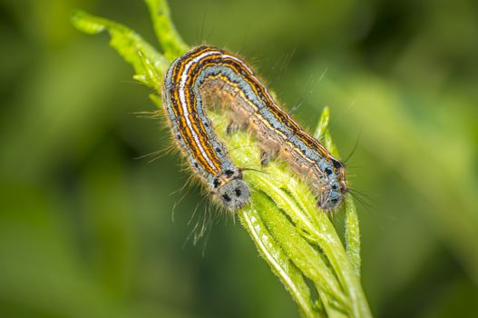 small colorful caterpillar on green leaf in blooming nature