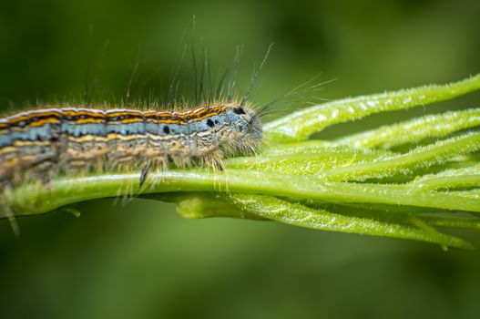 small colorful caterpillar on green leaf in blooming nature