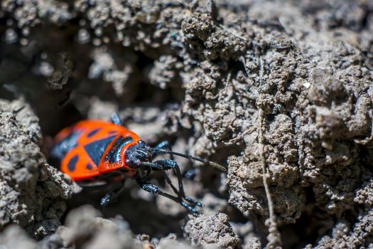 macro insect fire bug looks up close to the earth