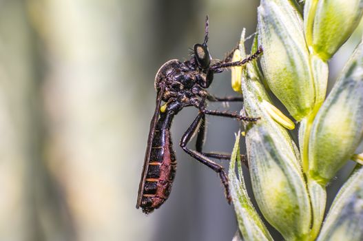 robber fly on blade of grass