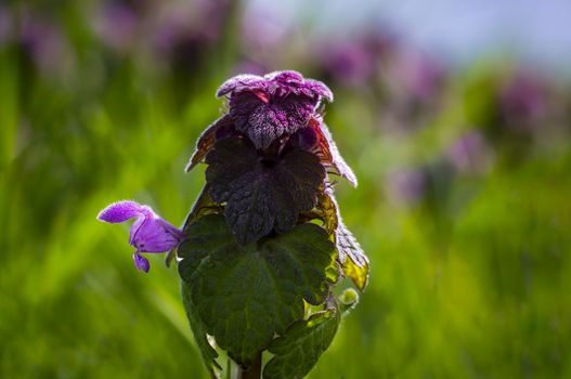 pink dead nettle in fresh spring nature