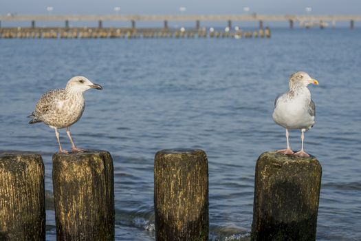 Seagull on a stage at the baltic sea beach