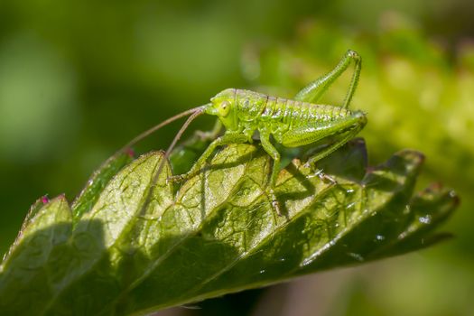 macro insect young green cricket sitting on a leaf