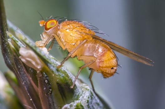 fruit fly on a blade of grass in the meadow