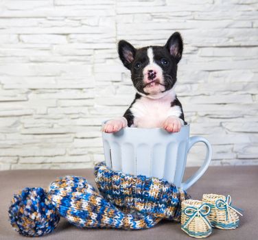 Cute funny black basenji puppy dog is sitting in a big blue cup. Winter Christmas or New Year card background with dog in mug, blue knitted hat with pompom and boots
