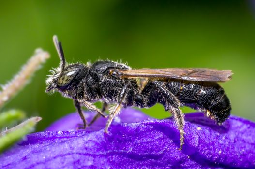 small robber wasp on purple blossom in season garden