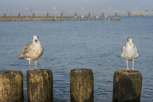 Seagull on a stage at the baltic sea beach