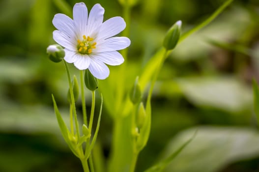 little white blossom flower from softplant in spring