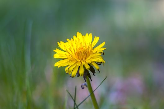 yellow dandelions on the spring meadow