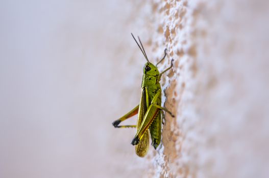 green grashopper at the wall