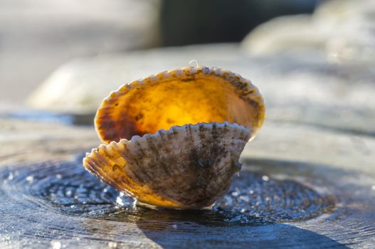 shells on a stage at the baltic beach