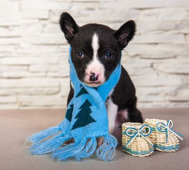 Cute funny black basenji puppy dog is sitting with blue knitted scarf and small baby boots. Winter Christmas or New Year card background