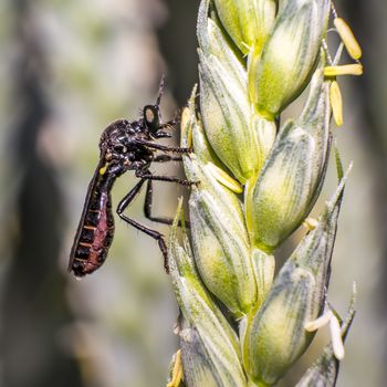 robber fly on blade of grass