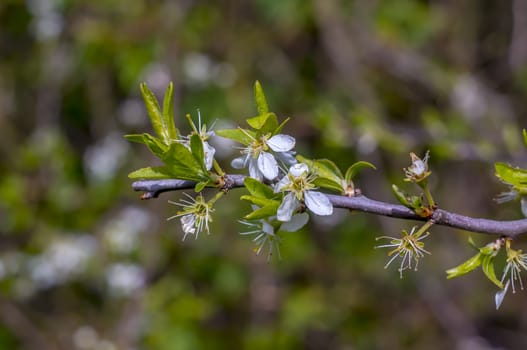 white fresh blossom at plum tree in spring