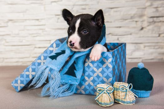 Cute funny black basenji puppy dog is sitting in a box with blue knitted scarf and cup and small baby boots. Winter Christmas or New Year card background
