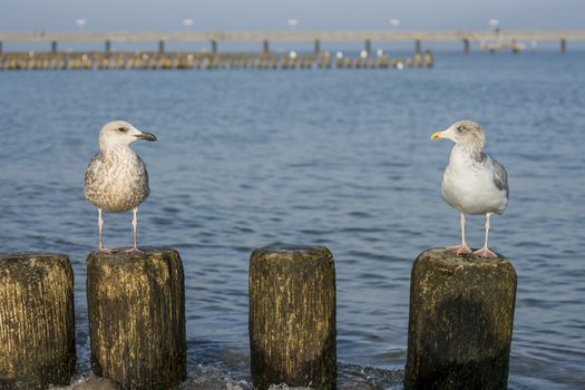 Seagull on a stage at the baltic sea beach