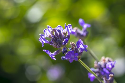 lavender garden on green background