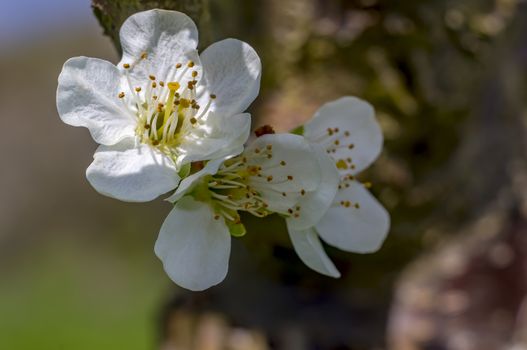 little fresh cherry blossom at spring tree