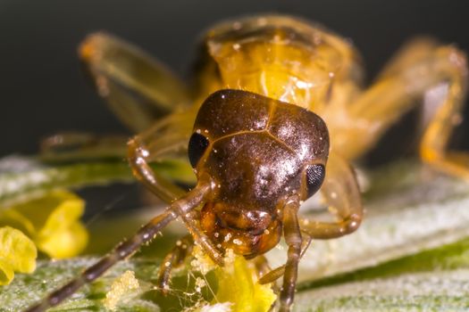Earwig on a blade of grass in the meadow