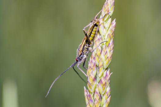 little striped beetle on a blade of grass in the season meadow