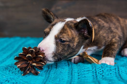 Cute funny brindle basenji puppy dog is sitting with big golden bow and fir cone. Winter Christmas or New Year card background
