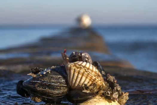 shells on a stage at the baltic beach