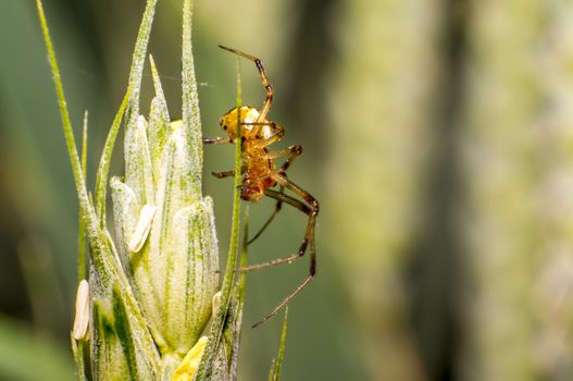 small Spider on a blade of grass in the meadow