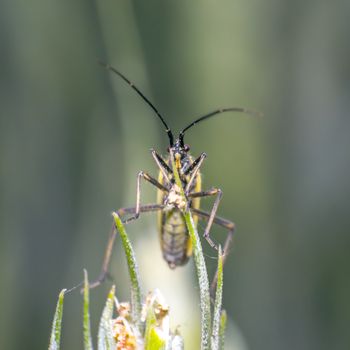 soft beetle on wheat stalk