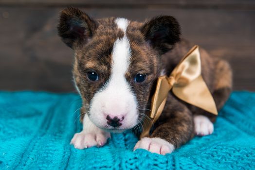 Cute funny black basenji puppy dog is sitting with big golden bow. Holidays background