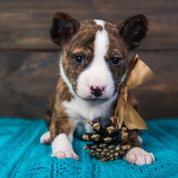 Cute funny black basenji puppy dog is sitting with big golden bow and fir cone. Winter Christmas or New Year card background