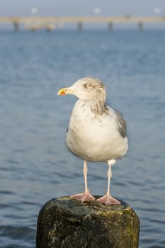 Seagull on a stage at the baltic sea beach