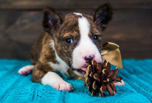 Cute funny brindle basenji puppy dog is sitting with big golden bow and fir cone. Winter Christmas or New Year card background